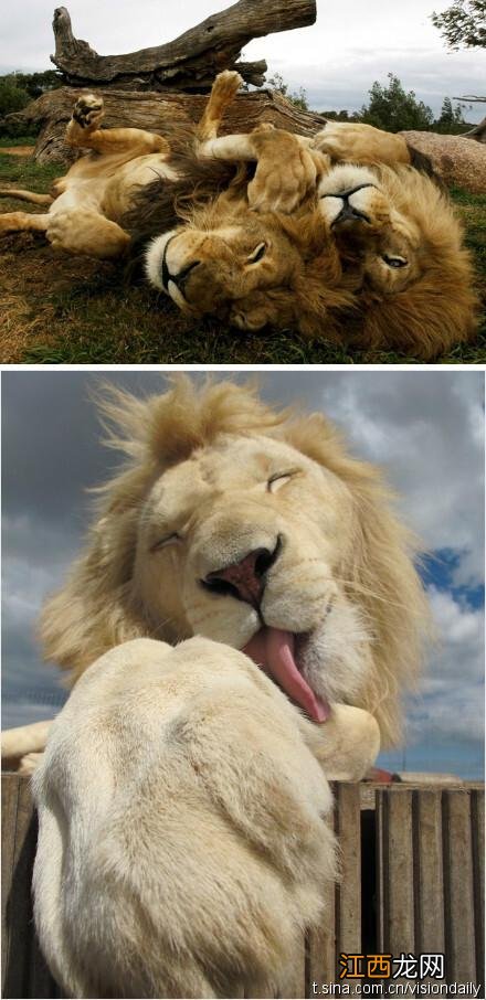 狮子男喜欢和爱的区别 狮子男对你撒娇说明了什么，狮子男会对小三负责