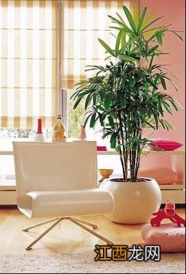 风水寓意好的室内植物 室内摆放什么风水好，财位放什么催财最好