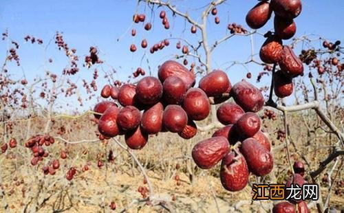 红枣肉什么颜色,红枣选择什么样的,毫不犹豫的收藏