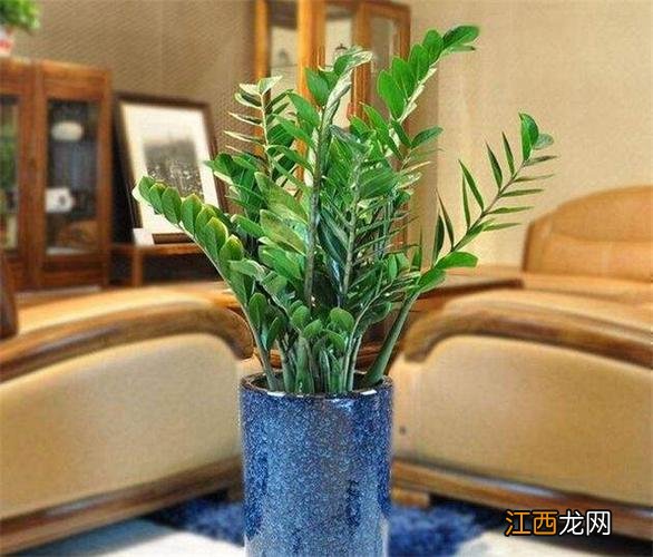 客厅放什么植物寓意好 客厅旺财的绿植有哪几种，客厅十大招财植物