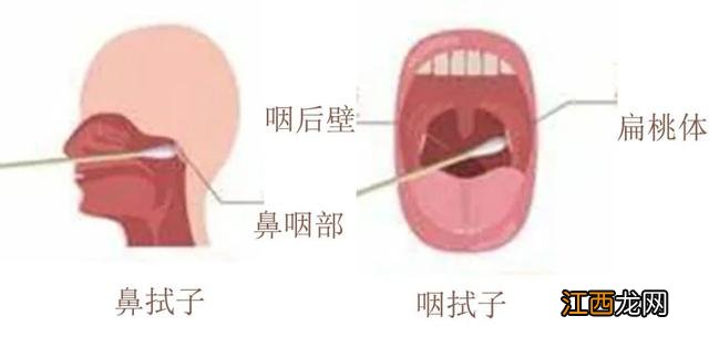 吃什么可以补核酸,补核酸最佳食品,分析得真好！好文！