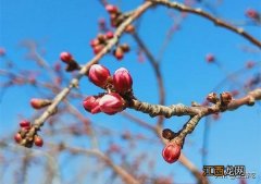 藜蒿吃多了有什么坏处,藜蒿的危害,点击进去网站