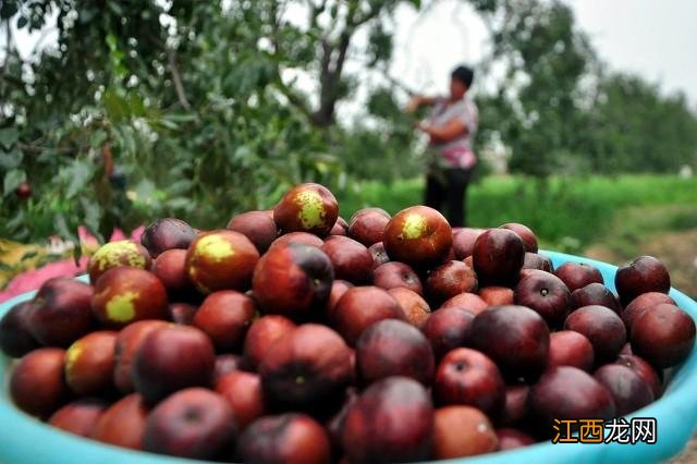 蜂蜜柚子茶可以和什么搭配一起喝,石榴可以和柚子一起食用吗,科普一下知识点