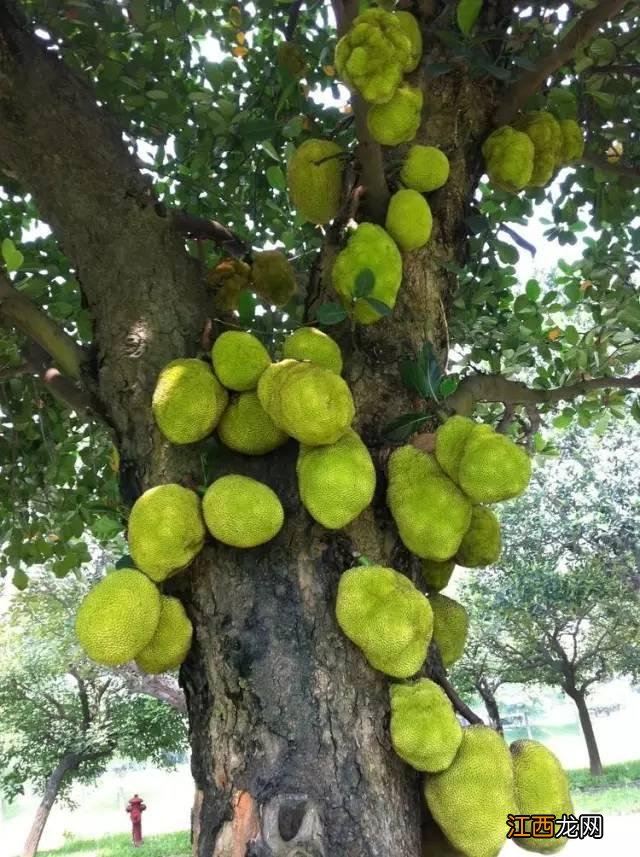 菠萝蜜什么时候熟什么时候能吃,菠萝蜜什么时候成熟的,掌握每个知识点