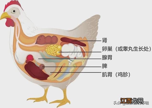 鸡肾是什么样子的肾,鸡睾和鸡肾区分,看完刷新了认知!