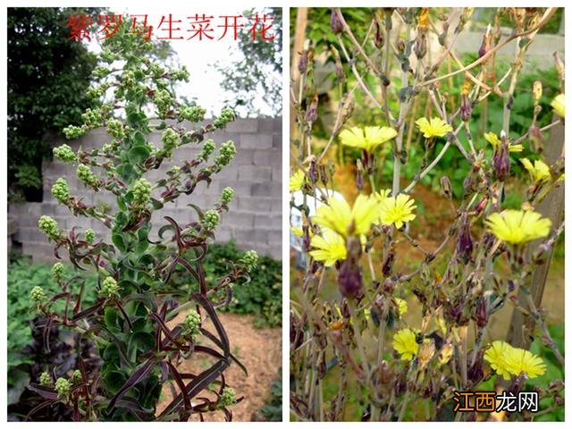 生菜又叫什么,生菜的另一种叫法,你有所了解吗？