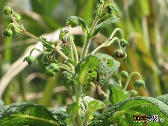 雪莲菌都有哪些好处,雪莲菌的保存方法,一分钟看懂