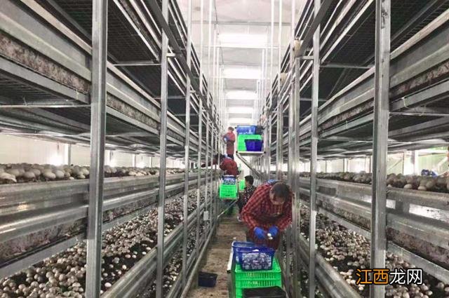 双孢菇有什么营养价值,双孢菇的功效与作用,一看就明白了