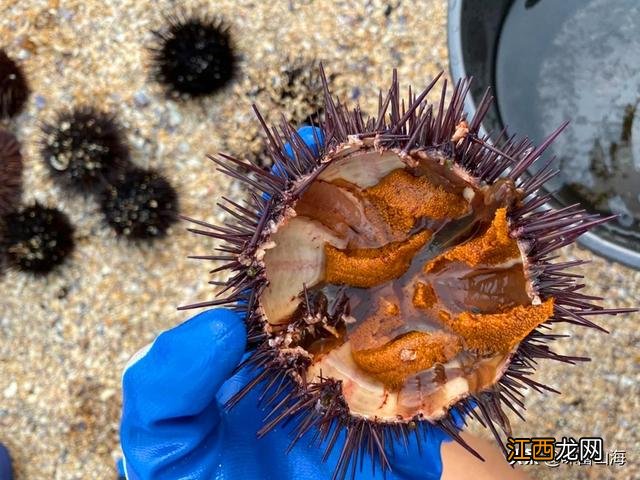 形容海胆的鲜美,海胆的味道不一般特别鲜美,一口气看完系列