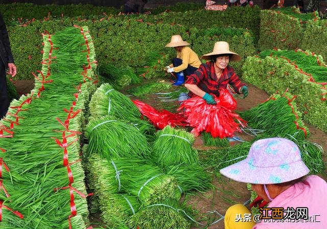 韭菜发苦的原因是什么,韭菜吃着发苦是怎么回事,请收藏起来