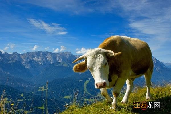 85年属牛的海中金命的女人命中缺啥 85年属牛的海中金命的女人,1985年的牛是金命吗