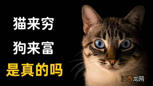 94年属狗的三大坎 真的十狗九富吗，2022年下半年属狗发大财