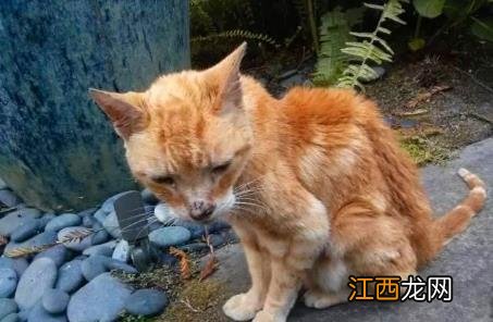 94年属狗的三大坎 真的十狗九富吗，2022年下半年属狗发大财