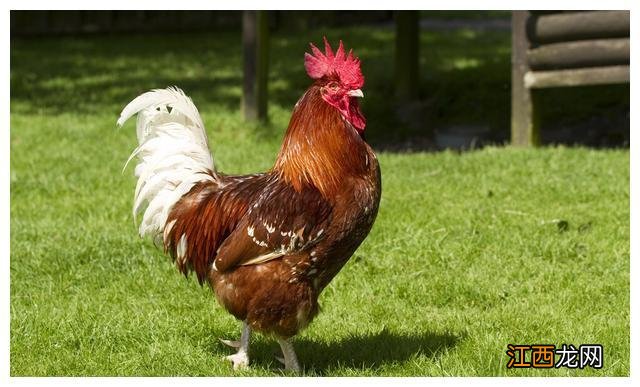 1993年女属鸡的姻缘 93年的鸡在2022年躲不过的灾,93属鸡几月的是凤凰命