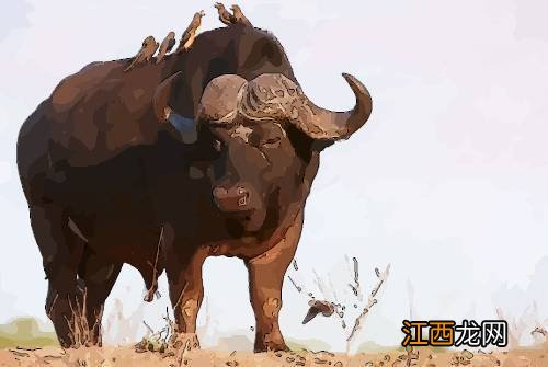 属牛2022感情和桃花运 属牛人不能穿的颜色,1985年属牛女适合做什么生意