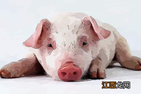 95年属猪终身运势 95年属猪的三大坎,95年属猪的注定婚姻