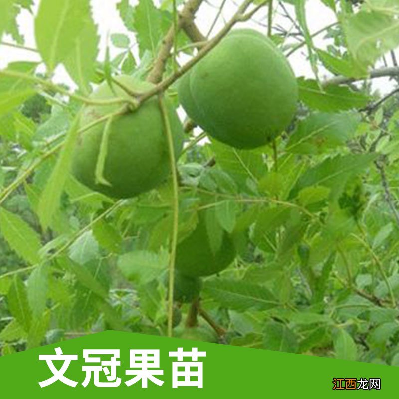 文冠果-文冠果的用途是什么?