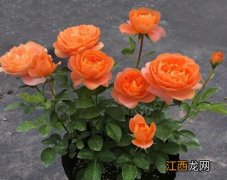 家庭鲜花保鲜小妙招