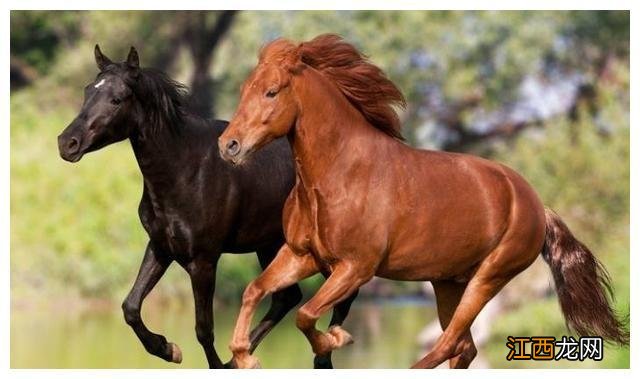 90年属马的哪年起大运 1990属马大运之年,1990年属马女的一生命运