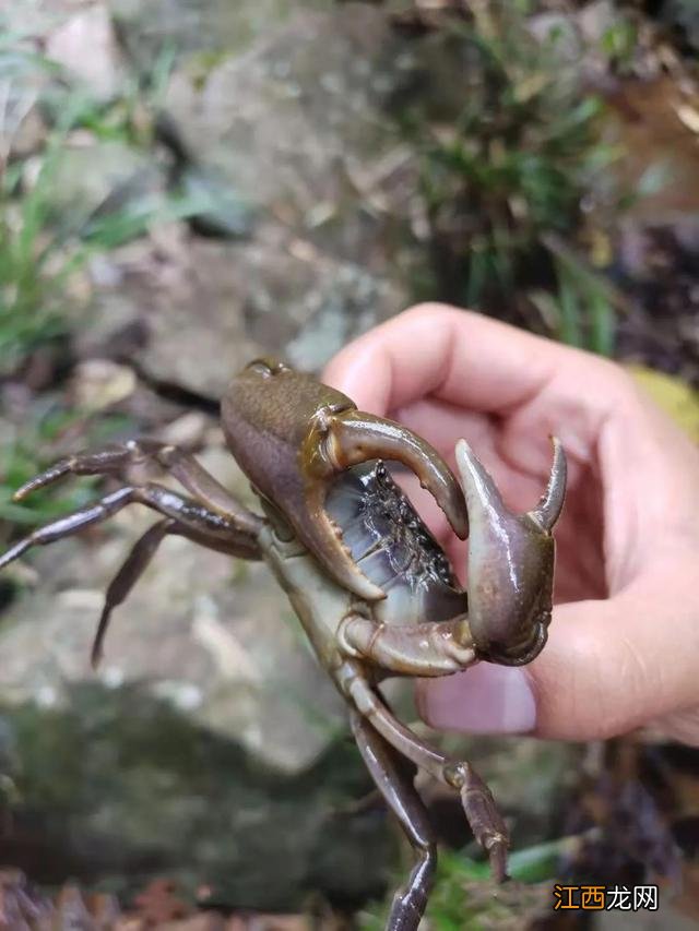 最小的河虾,小型河虾有哪些,建议收藏起来