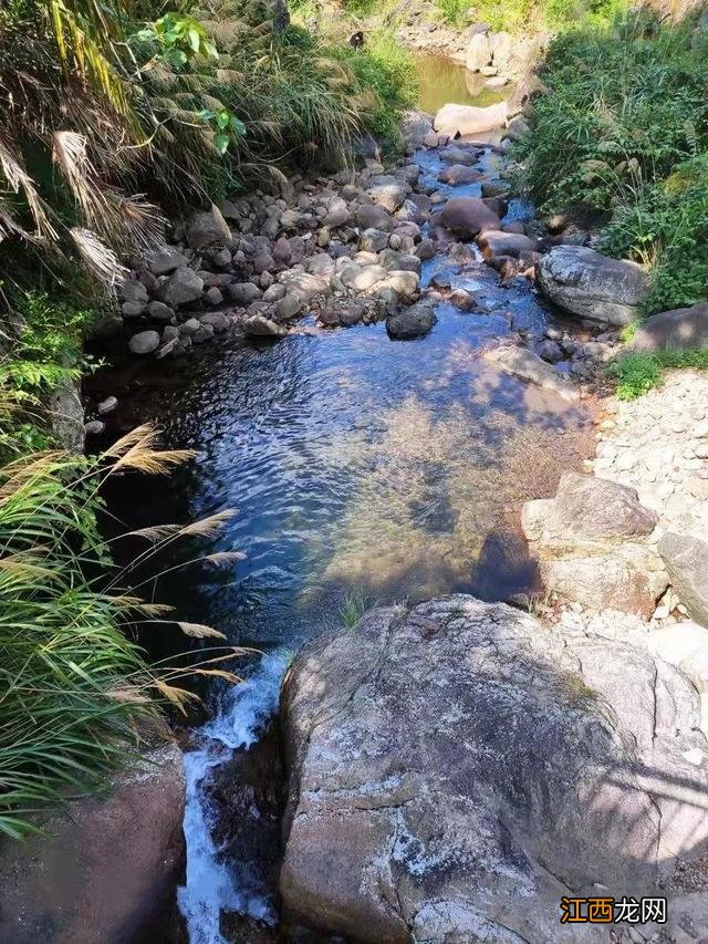 最小的河虾,小型河虾有哪些,建议收藏起来