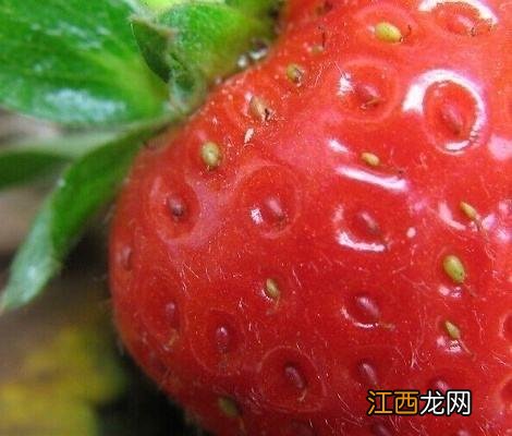 草莓种子可以种出草莓吗,又红又什么的草莓,速看文学网手机