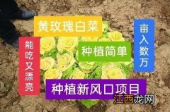 白菜像啥,什么跟白菜长得像,说清楚事情的原委