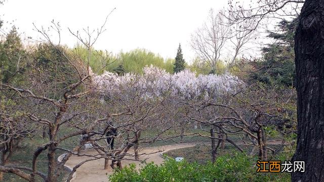 绿色的山楂,绿色的是山楂吗,精彩内容，点击这里进入