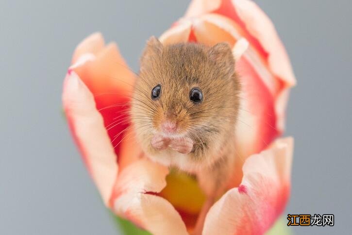属鼠哪天出生最有出息 几点出生的老鼠最有福气，属鼠38岁以后命数已定