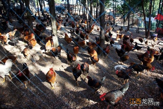 喂鸡饲料用什么方法,喂鸡用什么饲料最好,这篇文章挺好