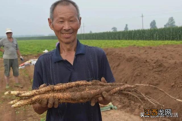 为什么山药吃起来涩的,山药为什么会涩口,记住这三点