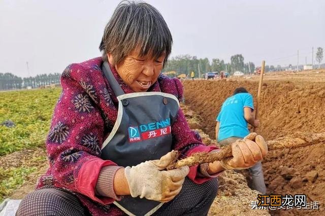 为什么山药吃起来涩的,山药为什么会涩口,记住这三点