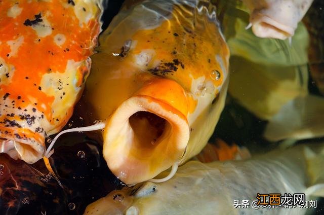 锦鲤鱼喂什么饲料最好呢,锦鲤鱼一般喂多少,看完文章，恍然大悟