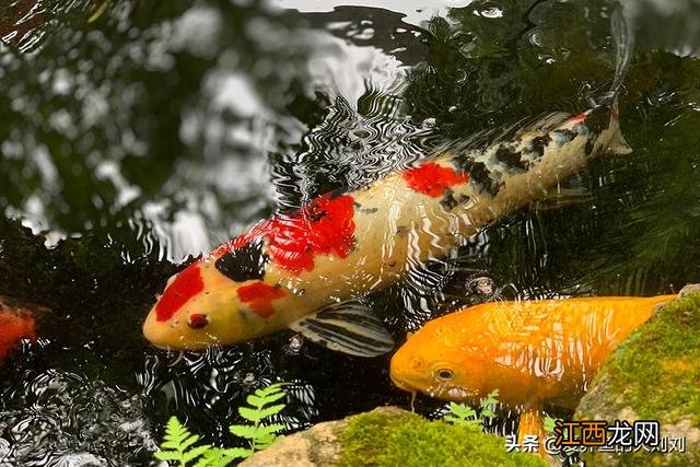 锦鲤鱼喂什么饲料最好呢,锦鲤鱼一般喂多少,看完文章，恍然大悟