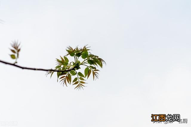 什么样的野菜能吃啊,野菜大全,教给你，你可学会？