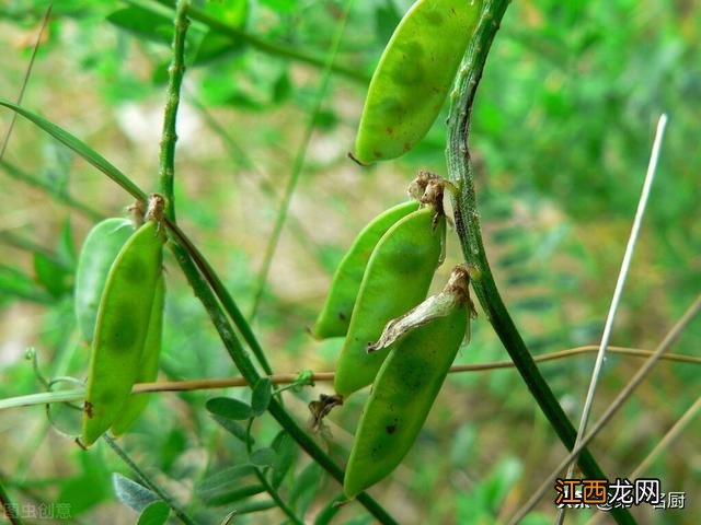 什么样的野菜能吃啊,野菜大全,教给你，你可学会？