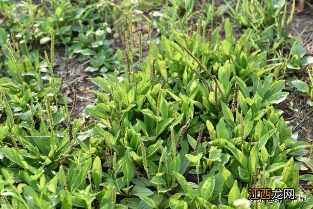 什么样的野菜能吃啊,野菜大全,教给你，你可学会？