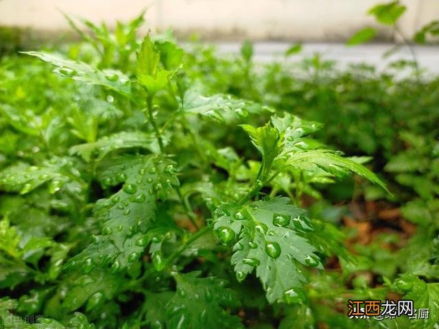 什么样的野菜能吃啊,野菜大全,教给你，你可学会？