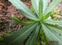 种什么野菜好,夏天必吃的4种野菜,点开这条内容