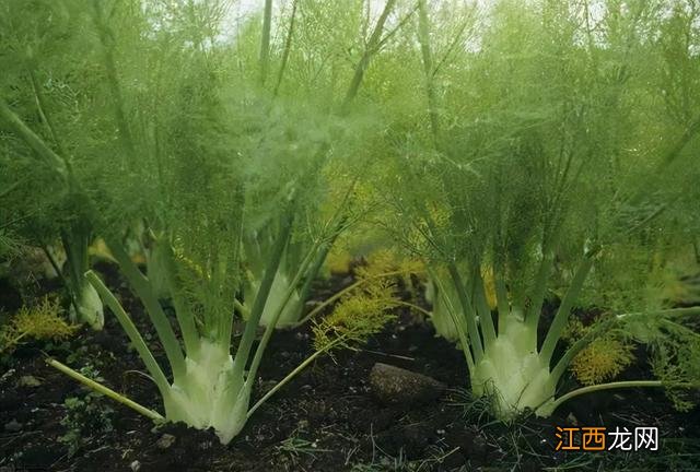 什么是茴香菜及图片,什么是茴香长啥样,这话一针见血