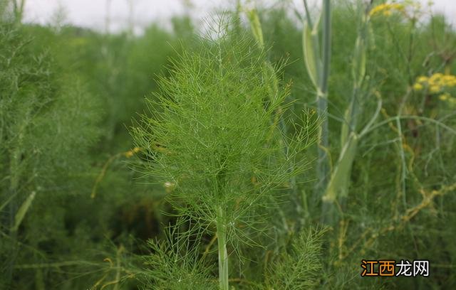 什么是茴香菜及图片,什么是茴香长啥样,这话一针见血