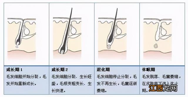 头发易断易掉是缺什么,头发掉得多吃什么能补回来,看到才能做到