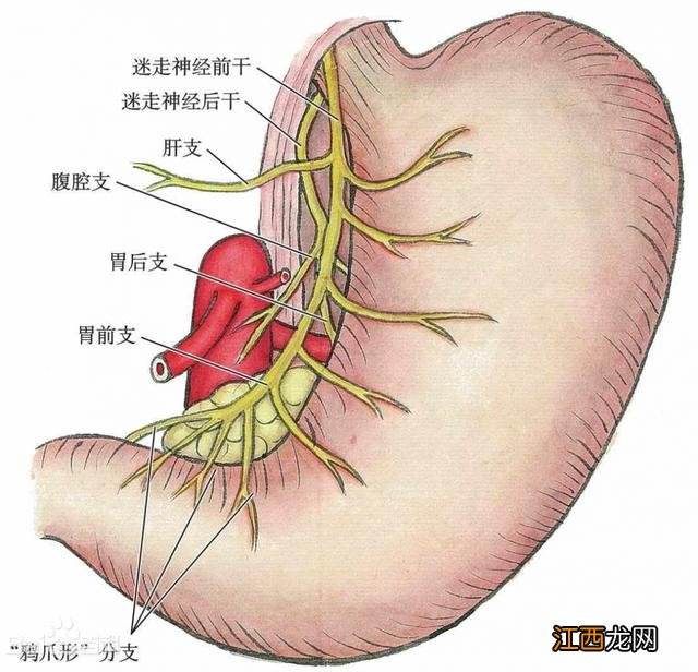 什么人吃食物最多,什么地区食量大,看完就明白