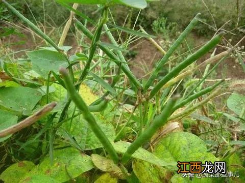 野豆角是什么,豆角到底是啥,别再混淆了