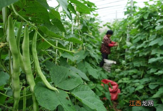 芸豆发苦是什么原因引起的,芸豆炒完发苦怎么回事,慢慢地保存