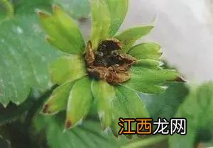 花菜叶边干枯是什么病,菜花心叶边缘干枯,点击喜欢请关注转发