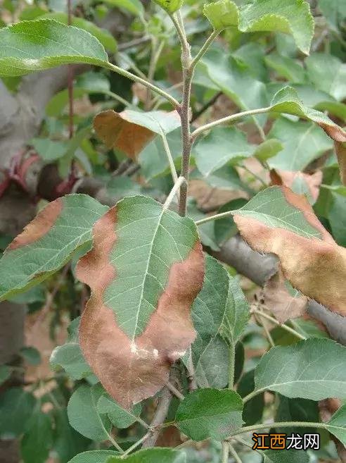 花菜叶边干枯是什么病,菜花心叶边缘干枯,点击喜欢请关注转发