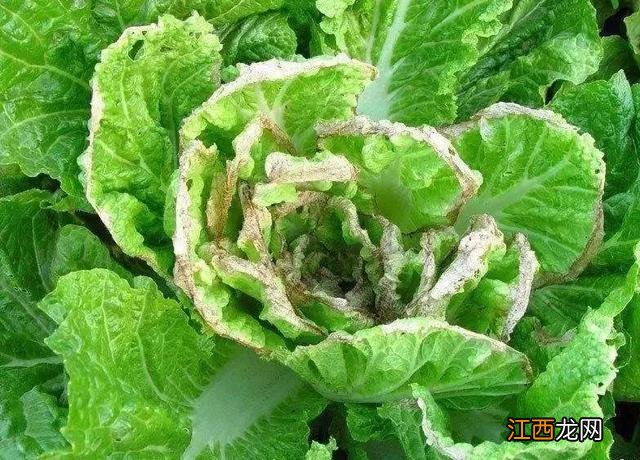 花菜叶边干枯是什么病,菜花心叶边缘干枯,点击喜欢请关注转发