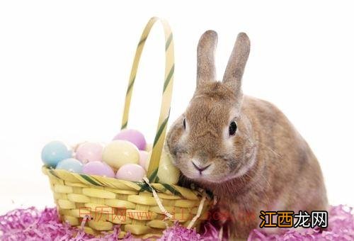 75年属兔男婚姻灾难 属兔几月生是一等命,99年属兔的子女缘