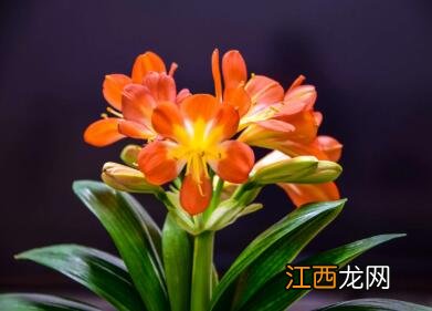 兰花是春天开的花吗？春天开的兰花有哪些？